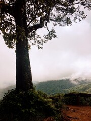 Fototapeta na wymiar Sturdy tree overlooking misty mountain