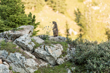 Alpine marmot between flowers
