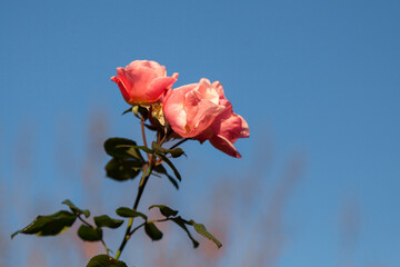Fototapeta premium Pink roses in a garden in Mandello del Lario Italy