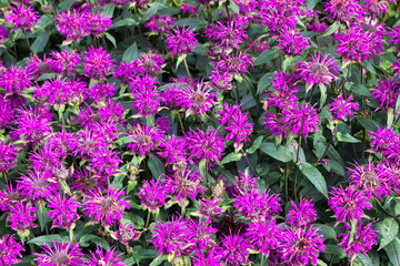 Obraz premium Flowers on display in Alnwick Castle gardens