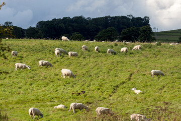 Flock of sheep on a hillside near Alnwick Norhumberland