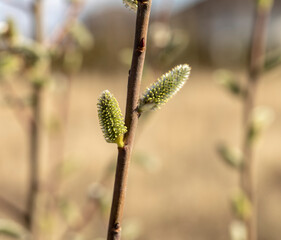 willow in spring
