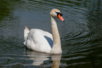 Mute Swan (Cygnus olor) on the River Ouse at Barcombe Mills
