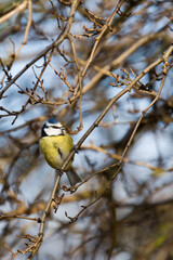 Blue Tit perched in a tree