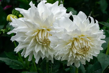 Magnificent pair white dahlias on display at Butchart Gardens © philipbird123