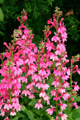 Pink Lobelia flowering at Butchart Gardens