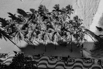 coconut trees