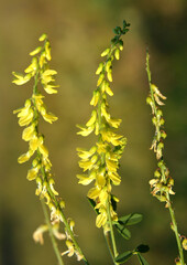Melilot officinalis (Melilotus officinalis) blooms in nature