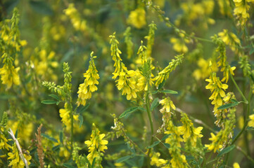 Melilot officinalis (Melilotus officinalis) blooms in nature