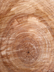 Naklejka premium Sawed tree trunk