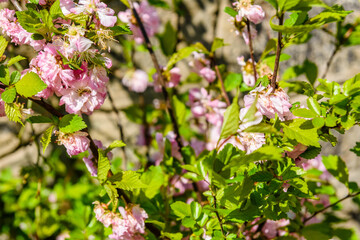 Blossoming branches of the Prunus triloba (Louiseania ulmifolia) on spring