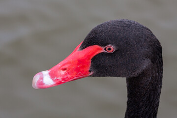 Close-up of a Black Swan (cygnus atratus)