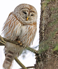 Barred Owl standing on a fir tree branch, Quebec, Canada