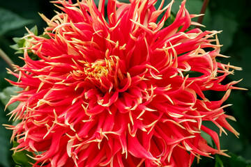 A magnificent red dahlia in Butchart Gardens