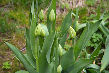 Obraz premium Large green tulip buds spring in the garden