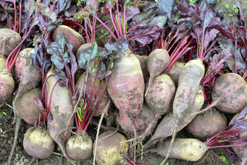 In a pile on the field are harvested red table beets.