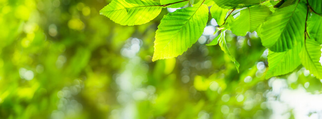 unscharfer frühlingshintergrund mit scharfen grünen buchenblättern im vordergrund und textfreiraum