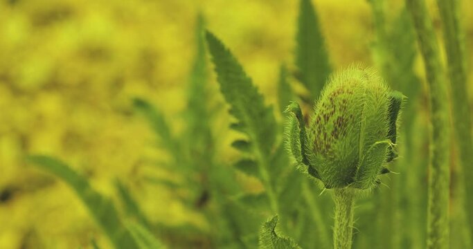 Mohn Knospe