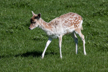 Close-up of a baby Fallow Deer (dama dama)
