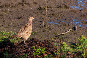 Female Pheasant at Weir Wood Reservoir
