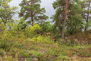 Beautiful landscape view  from mountains to Baltic sea through pine trees. Sea shore with green trees and plants. Sweden.