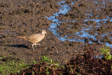 Female Pheasant at Weir Wood Reservoir