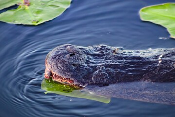 alligator hides in the water