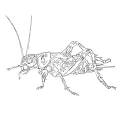 Grilo