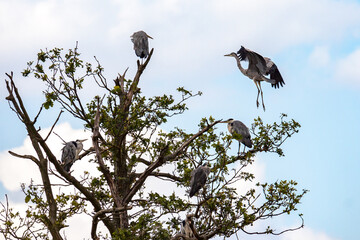 Group of Herons