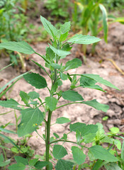 In nature, the grows orach (Chenopodium album)