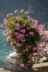 An urn filled with flowering geraniums on the shore of Lake Garda