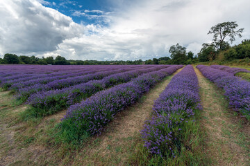 Fototapeta na wymiar Lavender field in Banstead Surrey