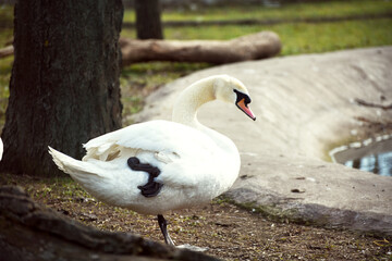 White swan,elegance in photo