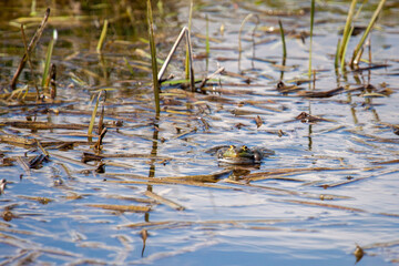 Marsh Frog at Rainham Marshes