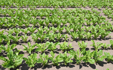 Fototapeta na wymiar On the farm field grow sugar beets