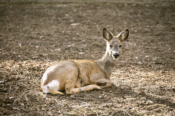 Young deer standing and watcing into distance, wildlife photo