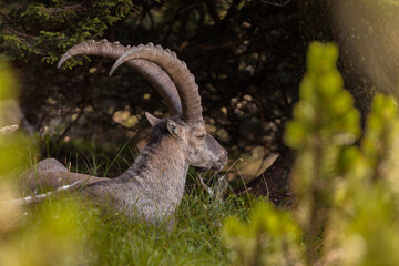 Alpine ibex (Capra ibex) in the high mountains between mountain pines