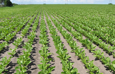 Fototapeta na wymiar On the farm field grow sugar beets