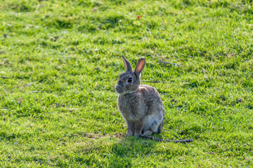 Hare enjoying the autumn sunshine