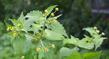 In the field it blooms galinsoga parviflora