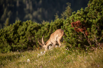 Naklejka na ściany i meble Alpine ibex (Capra ibex) in the high mountains between mountain pines