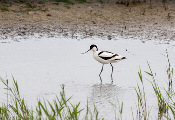 Pied Avocet.(Recurvirostra avosetta)