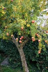 SIRMIONE, LAKE GARDA/ITALY - OCTOBER 27 : Pomegranate tree in  Sirmione Lake Garda Italy on October 27, 2006