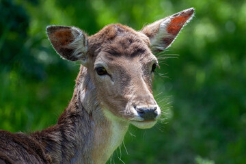 Close-up of a Red Deer (cervus elaphus) hind