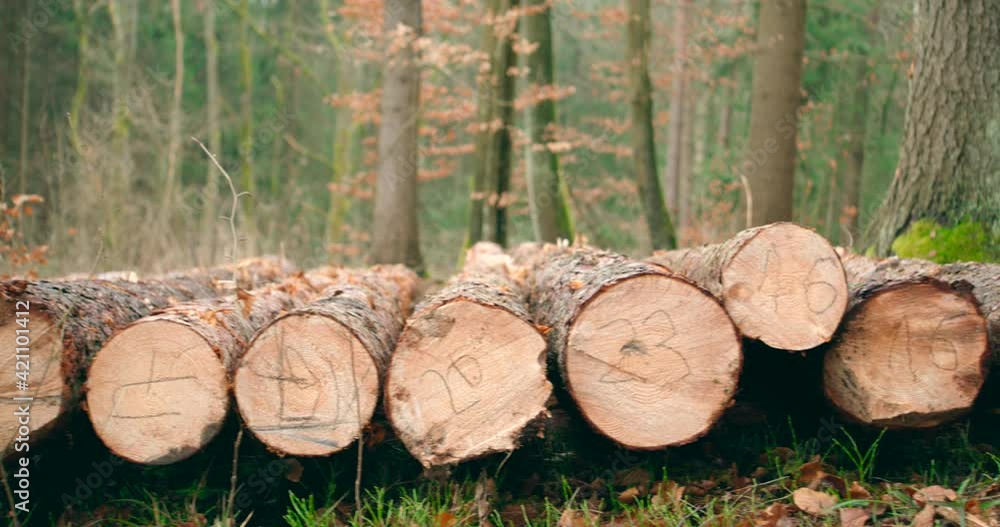 Poster a stack of chopped wood lies in the summer forest with numbers marked on it. panorama shot of loggin