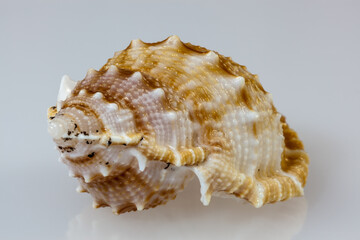 Seashell close-up