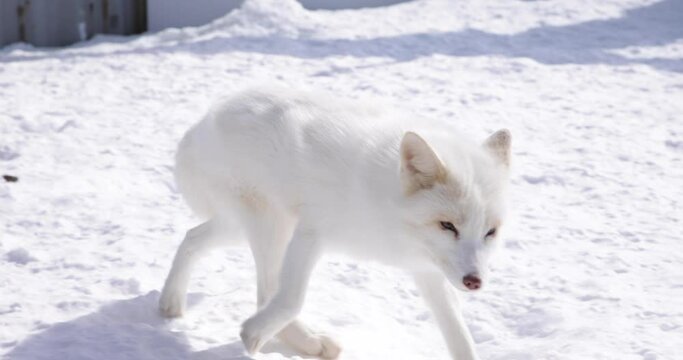 An arctic fox close up in the winter snow