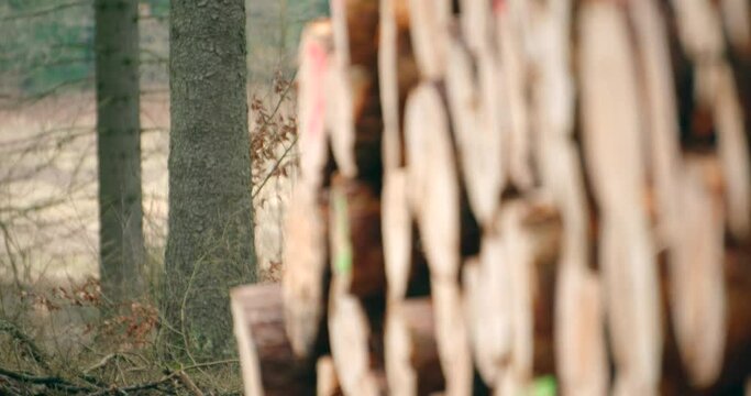 Rows of piled of logs waiting to be transported in the woods.Logging timber for the wood industry.