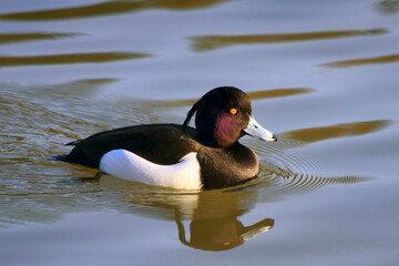 Tufted Duck (aythya fuligula) on the water at Warnham Nature Reserve near Horsham