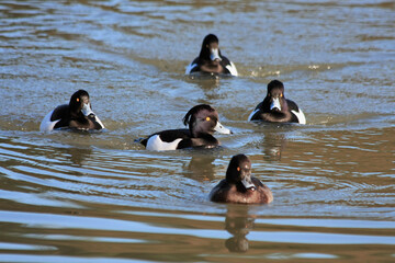 Tufted Ducks (aythya fuligula) on the water at Warnham Nature Reserve